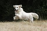 GOLDEN RETRIEVER 725